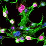Ki-67 Antibody in Immunocytochemistry (ICC/IF)