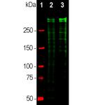 Ki-67 Antibody in Western Blot (WB)