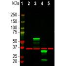 mCherry Antibody in Western Blot (WB)