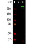 Nestin Antibody in Western Blot (WB)