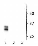 Phospho- Connexin 36 (Ser276) Polyclonal Antibody