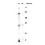Phospho-IRE1 alpha (Ser724) Polyclonal Antibody