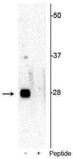 Phospho-S6 (Ser244) Antibody in Western Blot (WB)