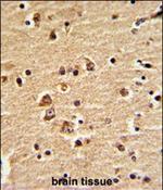 EN2 Polyclonal Antibody