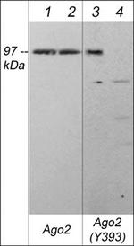 Phospho-AGO2 (Tyr393) Polyclonal Antibody