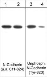 Non-Phospho-N-Cadherin (Tyr820) Antibody in Western Blot (WB)