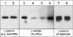 Phospho-gamma Catenin (Tyr550) Antibody in Western Blot (WB)