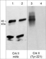 Phospho-Crk (Tyr221) Antibody in Western Blot (WB)