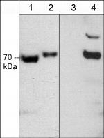 Phospho-CRMP2 (Thr555) Antibody in Western Blot (WB)