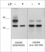 Phospho-CXCR4 (Ser324, Ser325) Antibody in Western Blot (WB)