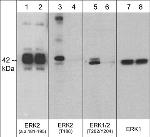 Phospho-ERK1/2 (Tyr207, Tyr188) Antibody in Western Blot (WB)