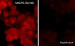 Phospho-MECP2 (Ser80) Polyclonal Antibody