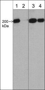 Phospho-MYH9 (Ser1943) Polyclonal Antibody