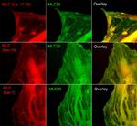 Phospho-MYL12A (Ser19) Polyclonal Antibody