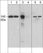 Phospho-eNOS/nNOS (Tyr657, Tyr895) Antibody in Western Blot (WB)