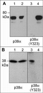Phospho-p38 MAPK alpha (Tyr323) Antibody in Western Blot (WB)