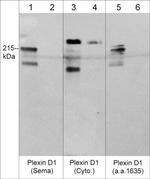 PLXND1 Polyclonal Antibody