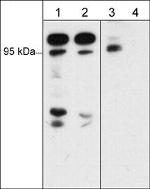 Phospho-A-Raf/B-Raf/C-Raf (Ser446, Ser338, Ser299) Polyclonal Antibody