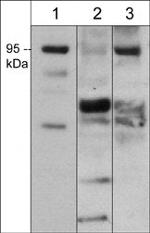 SEMA3F Polyclonal Antibody