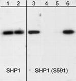 Phospho-SHP-1 (Ser591) Polyclonal Antibody