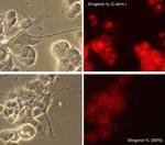 Phospho-SSH1 (Ser978) Polyclonal Antibody
