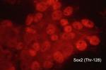 Phospho-SOX2 (Thr128) Polyclonal Antibody