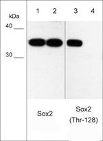 Phospho-SOX2 (Thr128) Antibody in Western Blot (WB)