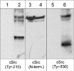 Phospho-SRC (Tyr215) Antibody in Western Blot (WB)
