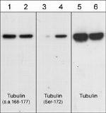 Phospho-beta Tubulin (Ser172) Antibody in Western Blot (WB)