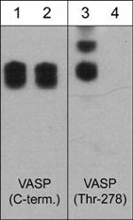 Phospho-VASP (Thr278) Antibody in Western Blot (WB)