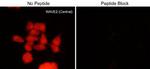 WAVE2 Polyclonal Antibody