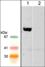 WAVE2 Antibody in Western Blot (WB)