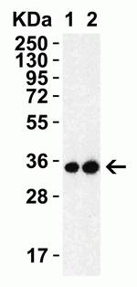 SARS 3CL Protease Polyclonal Antibody