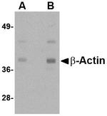 beta Actin Antibody in Western Blot (WB)