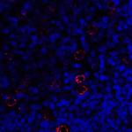 CD223 Antibody in Immunohistochemistry (Paraffin) (IHC (P))