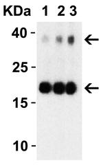 SARS-CoV-2 NSP10 Antibody in Western Blot (WB)