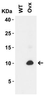 SARS-CoV-2 ORF9c Antibody in Western Blot (WB)