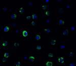 TMEM41B Polyclonal Antibody