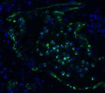 TMEM41B Antibody in Immunohistochemistry (PFA fixed) (IHC (PFA))