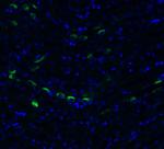 TMEM41B Antibody in Immunohistochemistry (PFA fixed) (IHC (PFA))