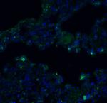 TMEM41B Antibody in Immunohistochemistry (PFA fixed) (IHC (PFA))