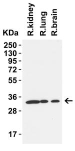 TMEM41B Antibody in Western Blot (WB)