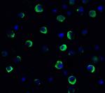 TMEM41B Antibody in Immunocytochemistry (ICC/IF)