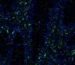 TMEM41B Antibody in Immunohistochemistry (PFA fixed) (IHC (PFA))