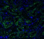 TMEM41B Antibody in Immunohistochemistry (PFA fixed) (IHC (PFA))