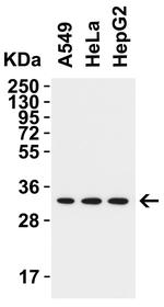 TMEM41B Antibody in Western Blot (WB)