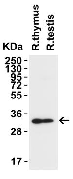 TMEM41B Antibody in Western Blot (WB)