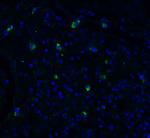 TMPRSS2 Antibody in Immunohistochemistry (PFA fixed) (IHC (PFA))