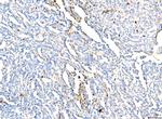 HBA1/HBA2 Antibody in Immunohistochemistry (Paraffin) (IHC (P))