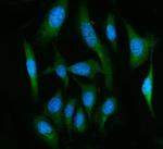 FAAH Polyclonal Antibody